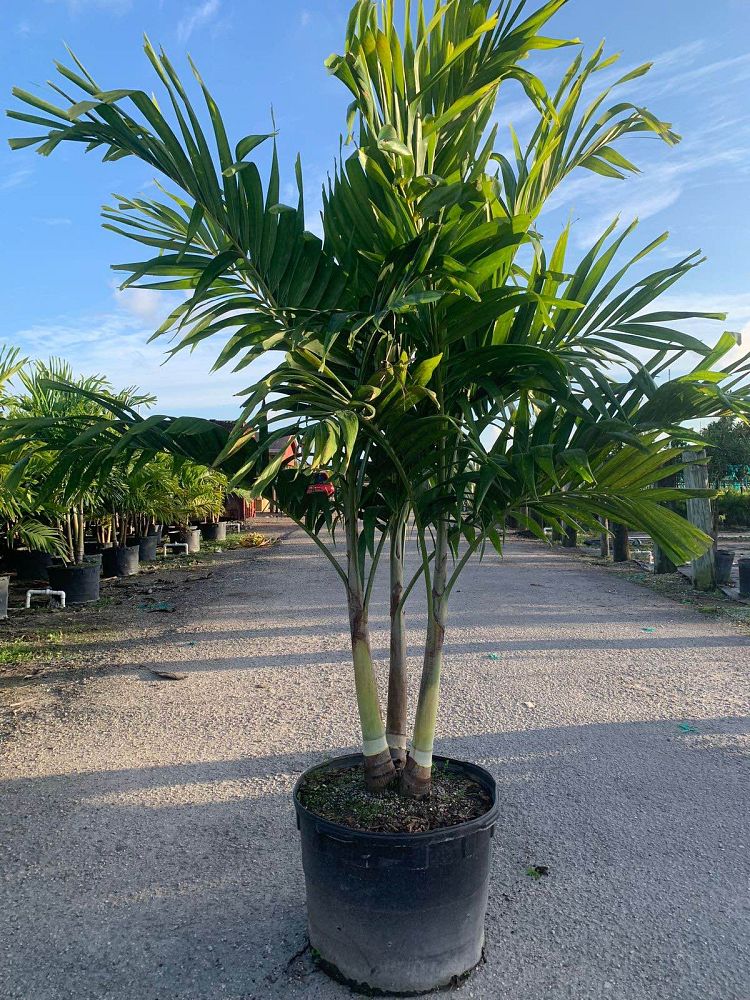 veitchia-merrillii-christmas-palm-adonidia-merrillii