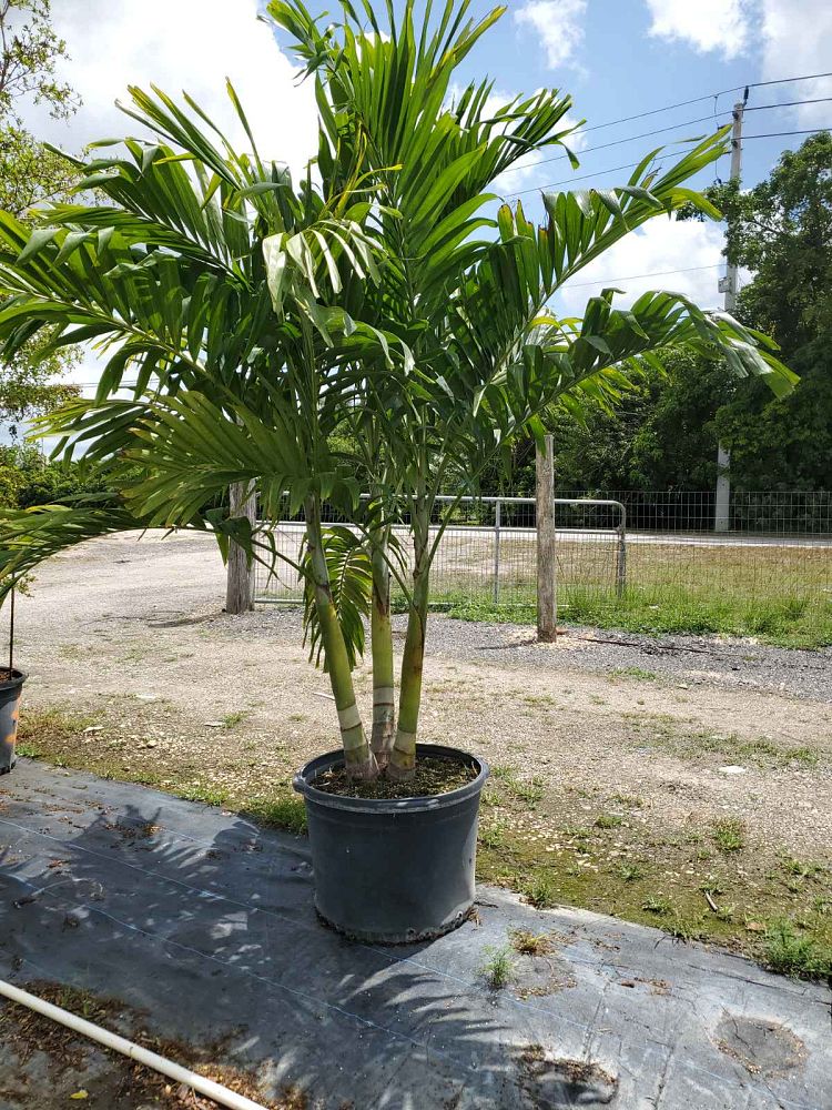 veitchia-merrillii-christmas-palm-adonidia-merrillii