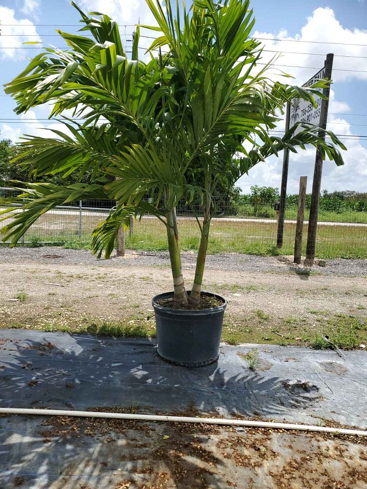 veitchia-merrillii-christmas-palm-adonidia-merrillii
