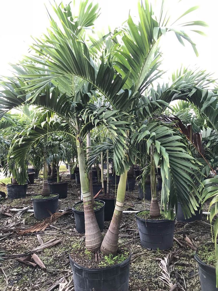 veitchia-merrillii-christmas-palm-adonidia-merrillii