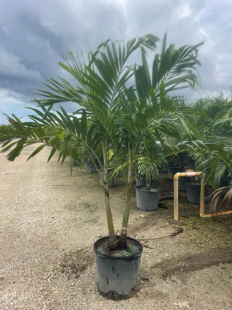 veitchia-merrillii-christmas-palm-adonidia-merrillii