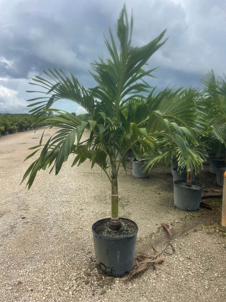 veitchia-merrillii-christmas-palm-adonidia-merrillii