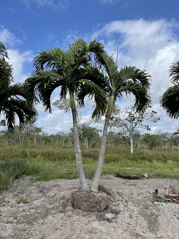 veitchia-merrillii-christmas-palm-adonidia-merrillii