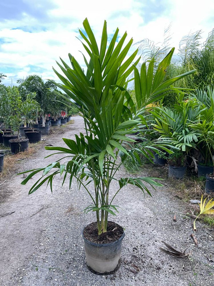 veitchia-merrillii-christmas-palm-adonidia-merrillii
