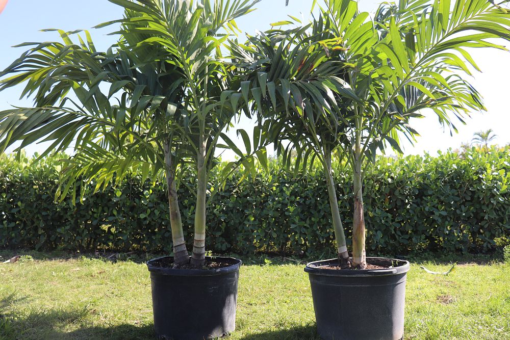 veitchia-merrillii-christmas-palm-adonidia-merrillii