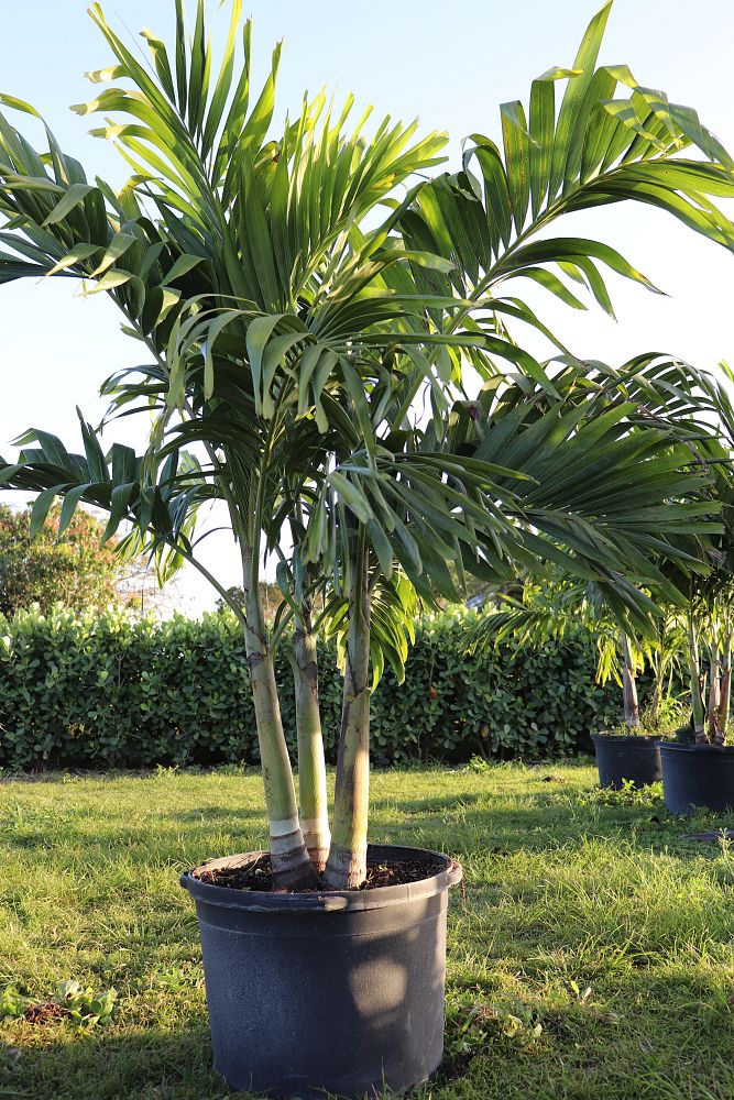 veitchia-merrillii-christmas-palm-adonidia-merrillii