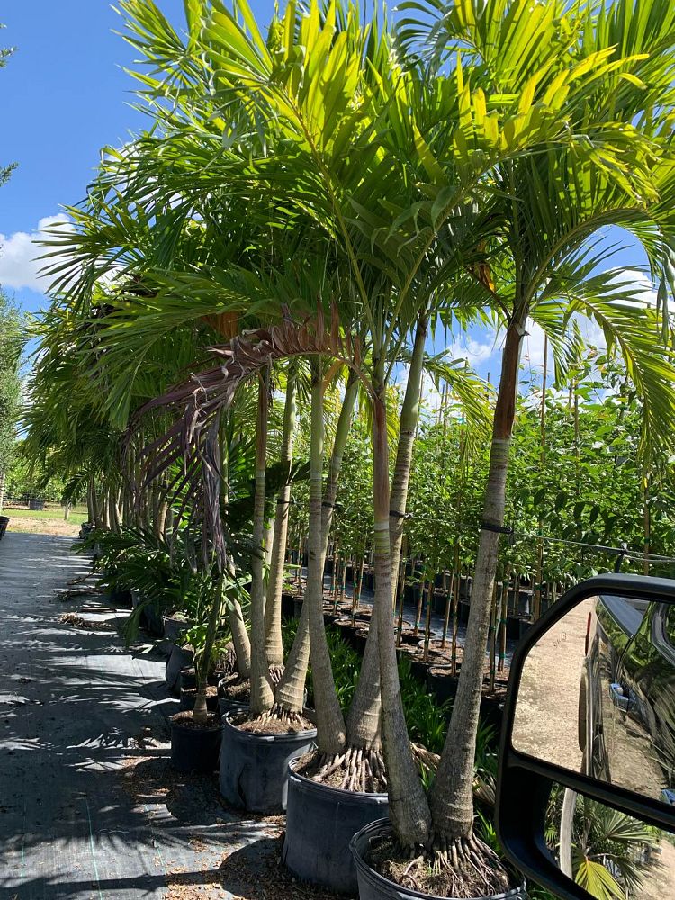 veitchia-merrillii-christmas-palm-adonidia-merrillii