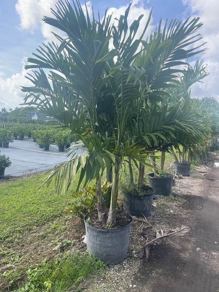 veitchia-merrillii-christmas-palm-adonidia-merrillii