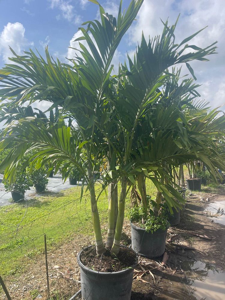 veitchia-merrillii-christmas-palm-adonidia-merrillii