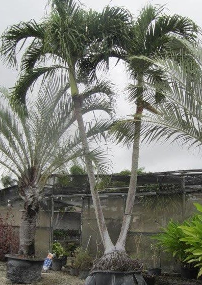 veitchia-merrillii-christmas-palm-adonidia-merrillii