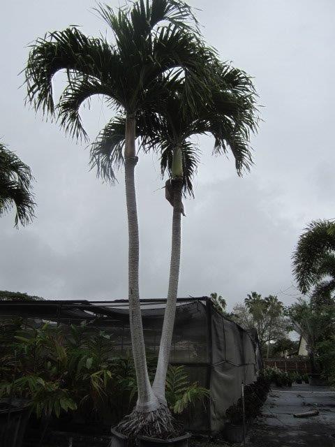 veitchia-merrillii-christmas-palm-adonidia-merrillii