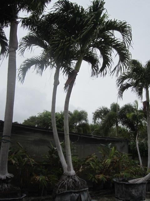 veitchia-merrillii-christmas-palm-adonidia-merrillii