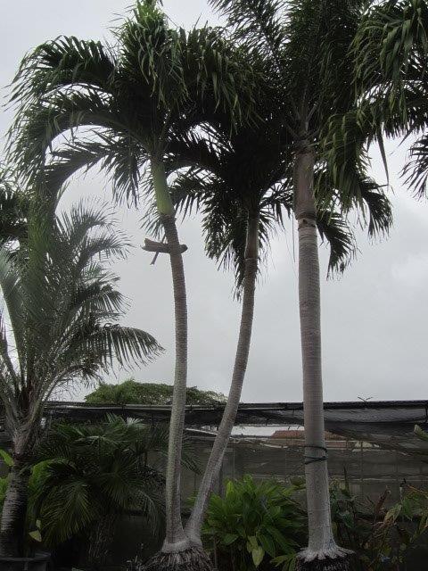 veitchia-merrillii-christmas-palm-adonidia-merrillii