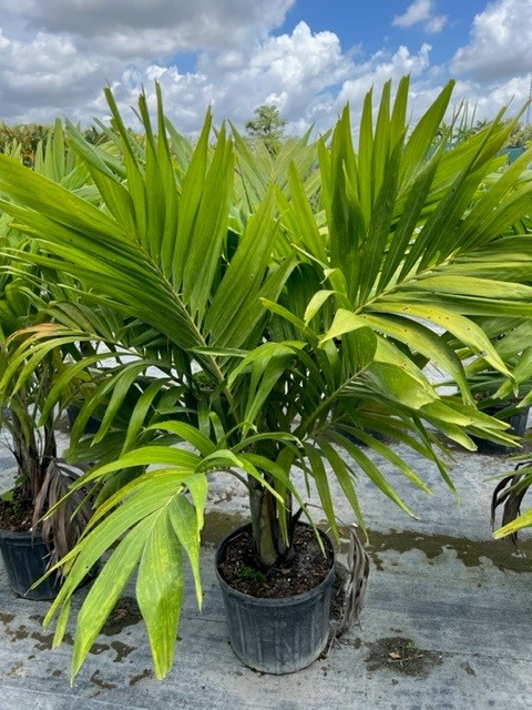 veitchia-merrillii-christmas-palm-adonidia-merrillii