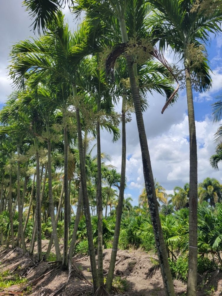 veitchia-merrillii-christmas-palm-adonidia-merrillii