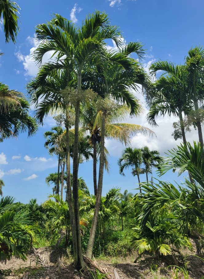 veitchia-merrillii-christmas-palm-adonidia-merrillii