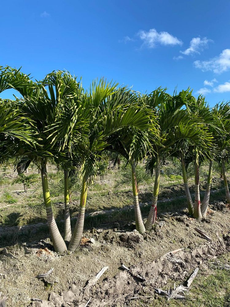 veitchia-merrillii-christmas-palm-adonidia-merrillii