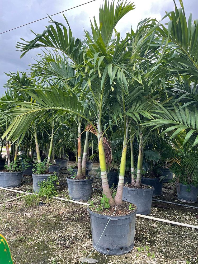 veitchia-merrillii-christmas-palm-adonidia-merrillii