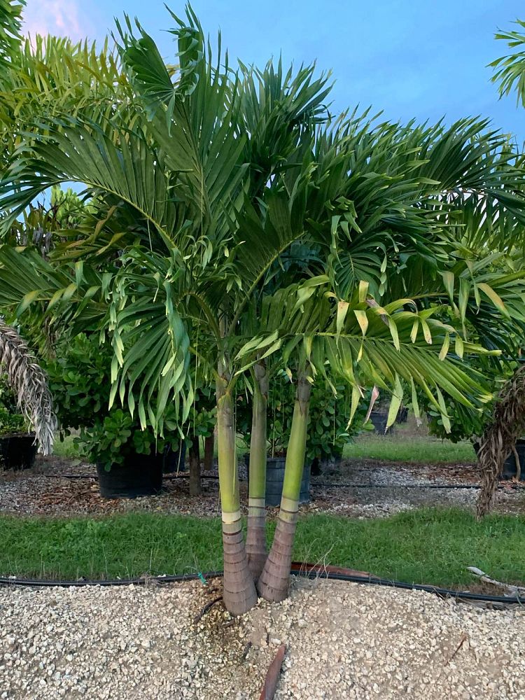 veitchia-merrillii-christmas-palm-adonidia-merrillii