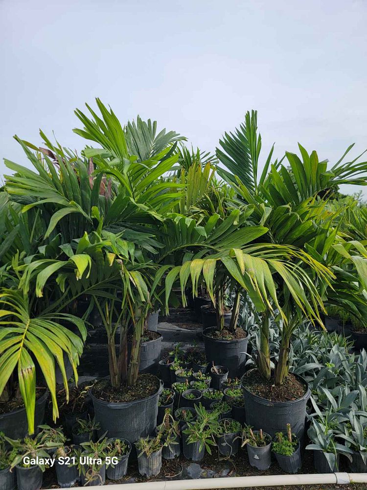 veitchia-merrillii-christmas-palm-adonidia-merrillii