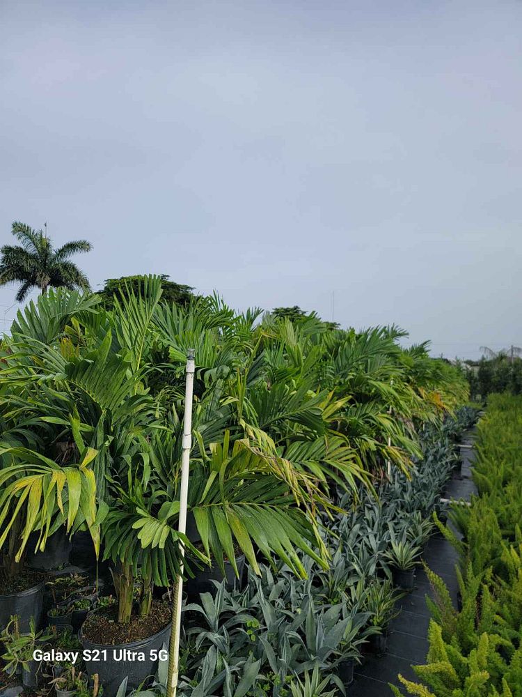 veitchia-merrillii-christmas-palm-adonidia-merrillii