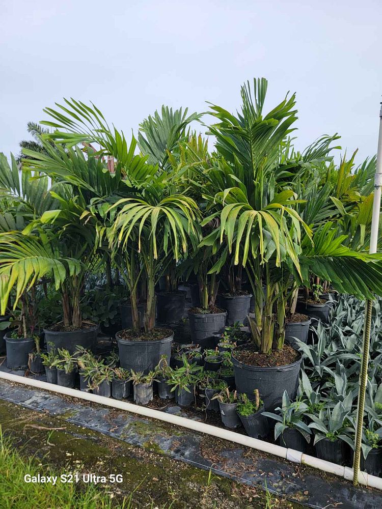 veitchia-merrillii-christmas-palm-adonidia-merrillii
