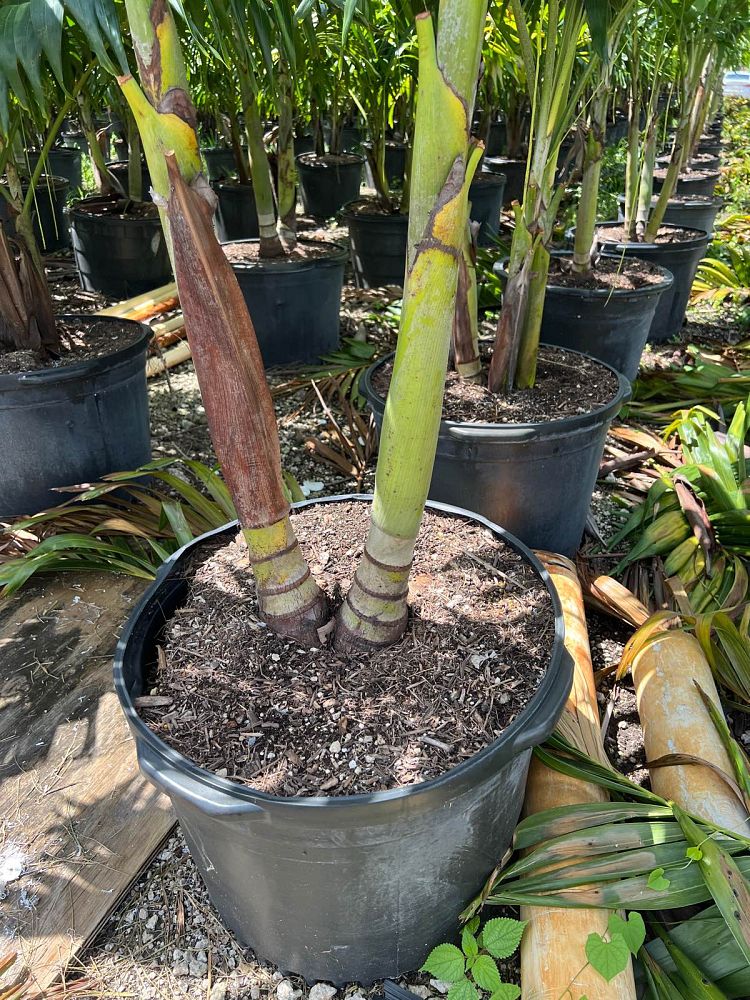 veitchia-merrillii-christmas-palm-adonidia-merrillii