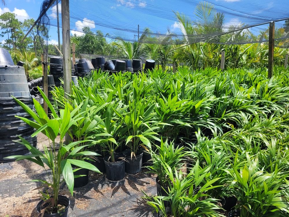 veitchia-merrillii-christmas-palm-adonidia-merrillii