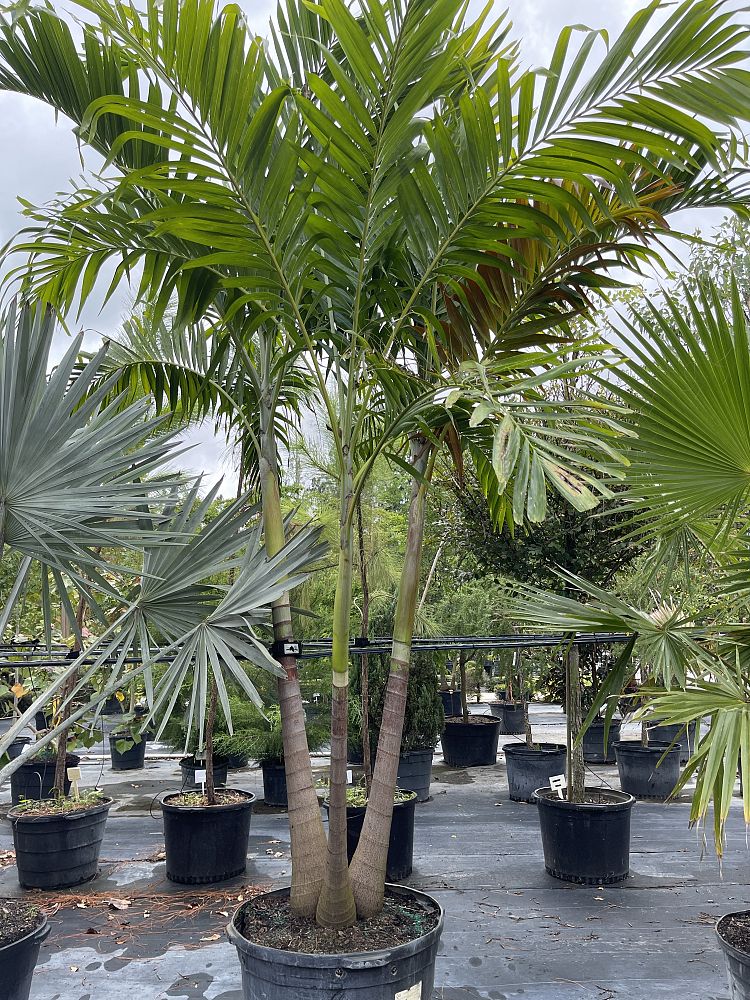 veitchia-merrillii-christmas-palm-adonidia-merrillii