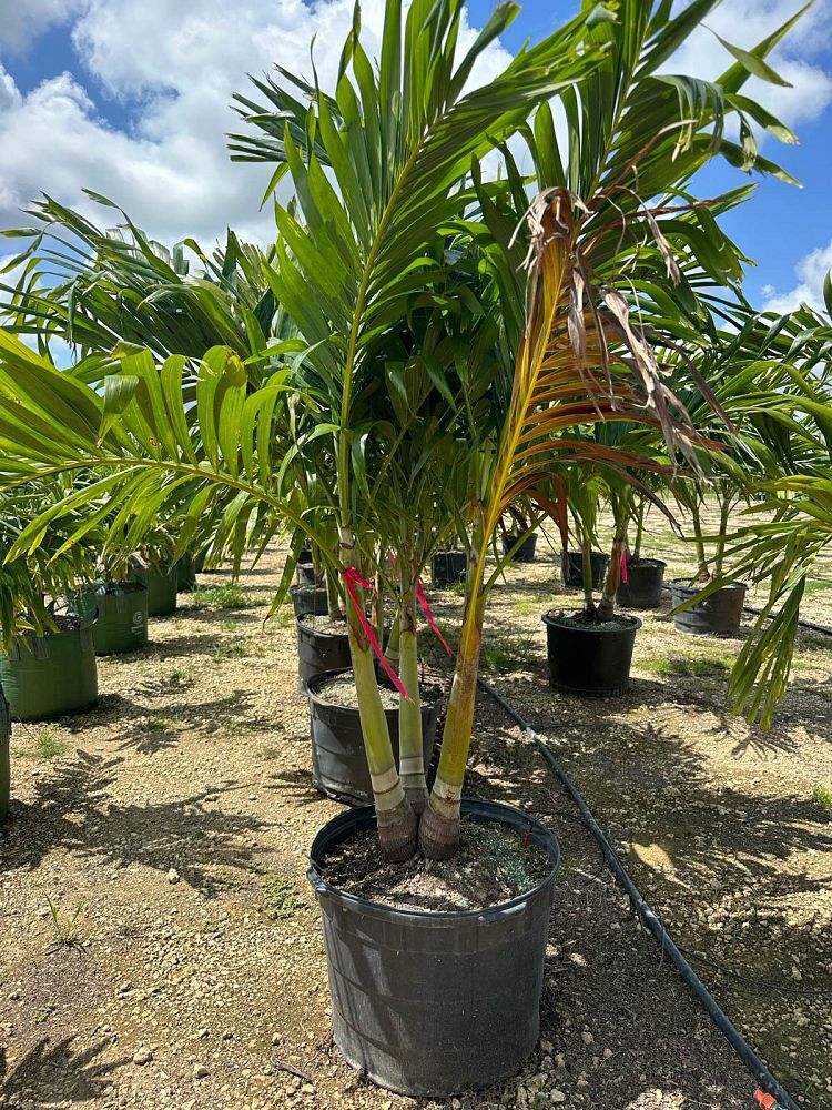 veitchia-merrillii-christmas-palm-adonidia-merrillii