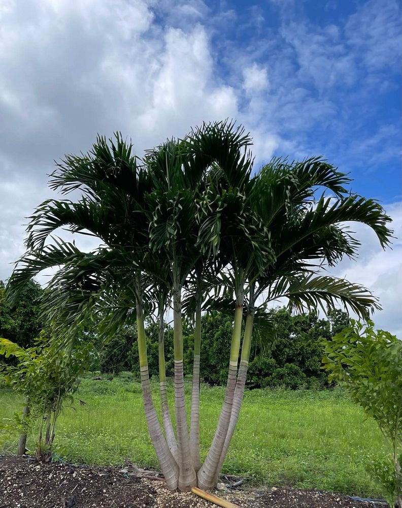 veitchia-merrillii-christmas-palm-adonidia-merrillii