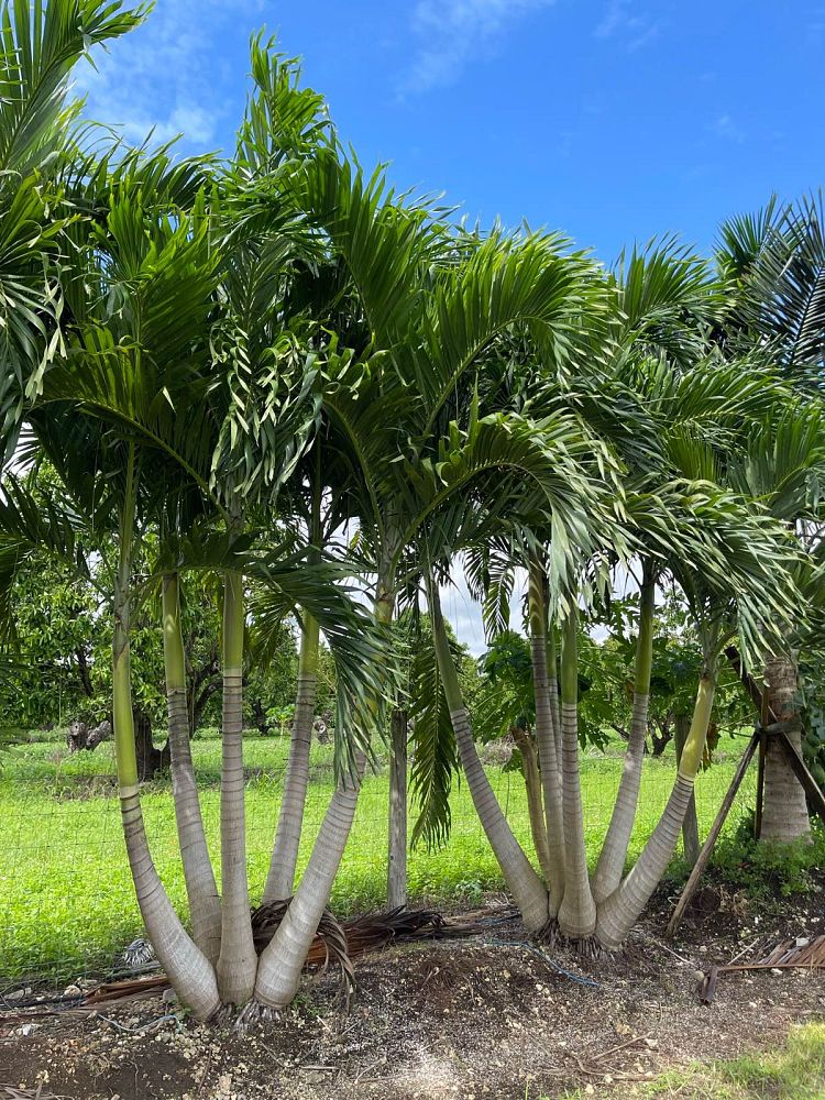 veitchia-merrillii-christmas-palm-adonidia-merrillii
