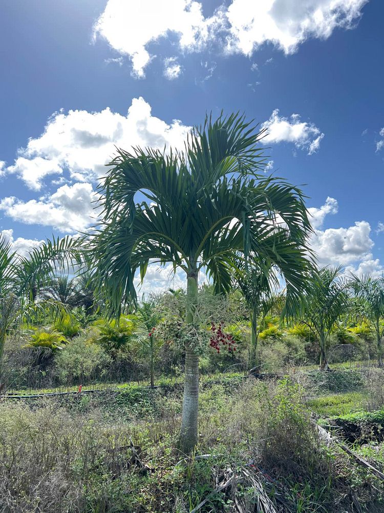 veitchia-merrillii-christmas-palm-adonidia-merrillii