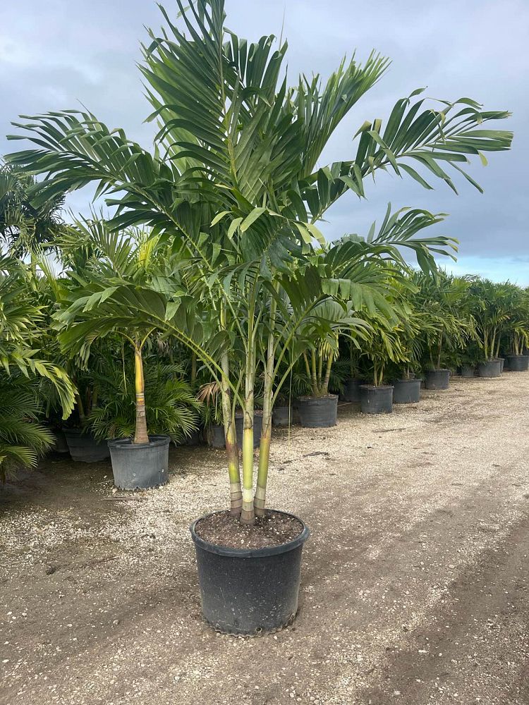 veitchia-merrillii-christmas-palm-adonidia-merrillii