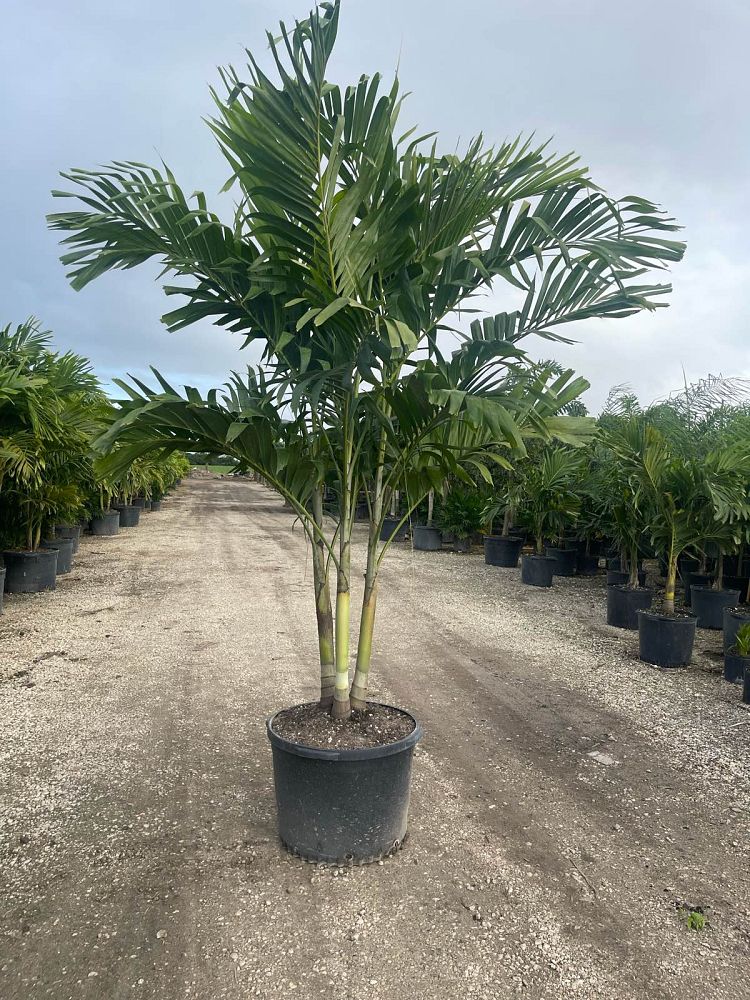 veitchia-merrillii-christmas-palm-adonidia-merrillii