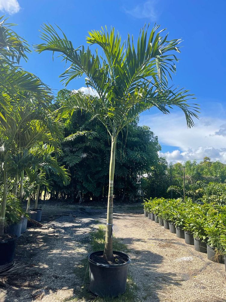 veitchia-merrillii-christmas-palm-adonidia-merrillii