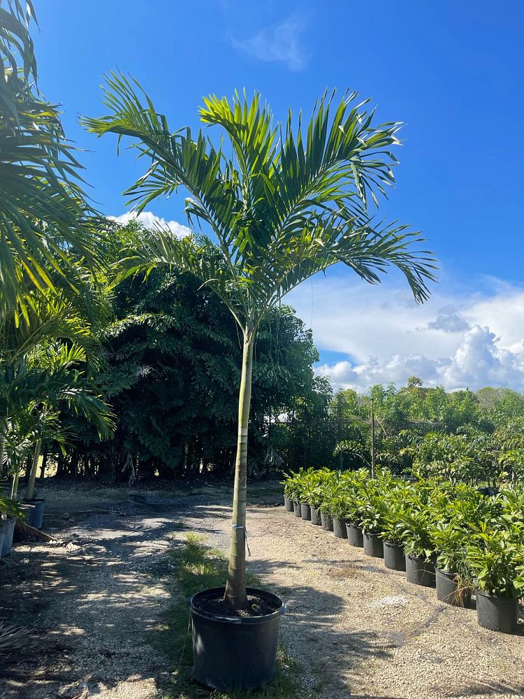 veitchia-merrillii-christmas-palm-adonidia-merrillii