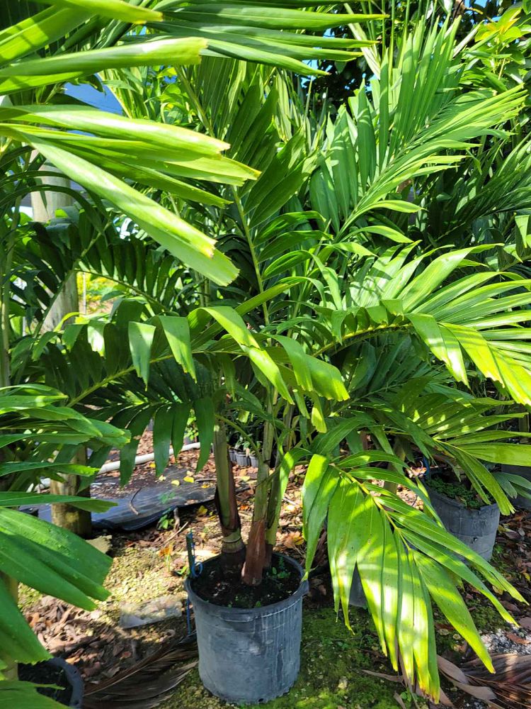 veitchia-merrillii-christmas-palm-adonidia-merrillii