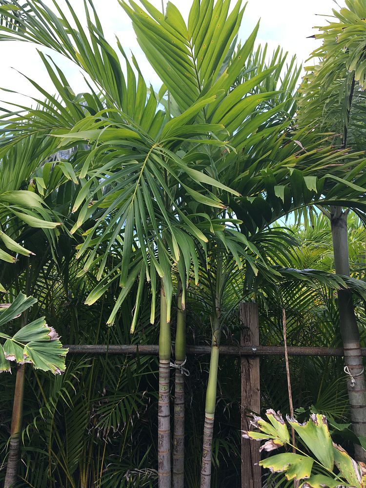 veitchia-merrillii-christmas-palm-adonidia-merrillii