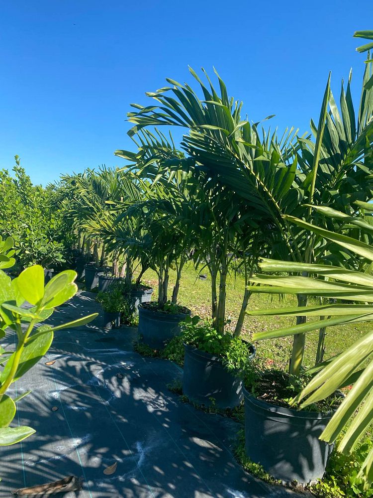 veitchia-merrillii-christmas-palm-adonidia-merrillii