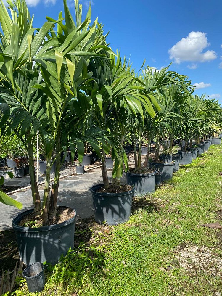 veitchia-merrillii-christmas-palm-adonidia-merrillii