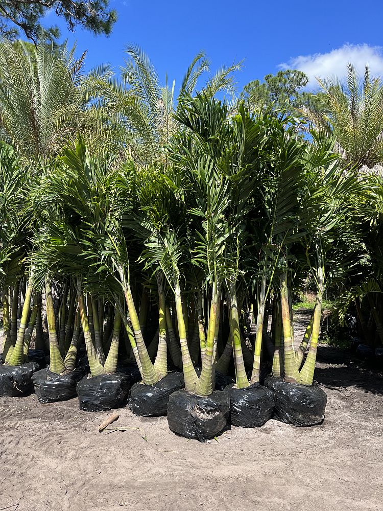 veitchia-merrillii-christmas-palm-adonidia-merrillii