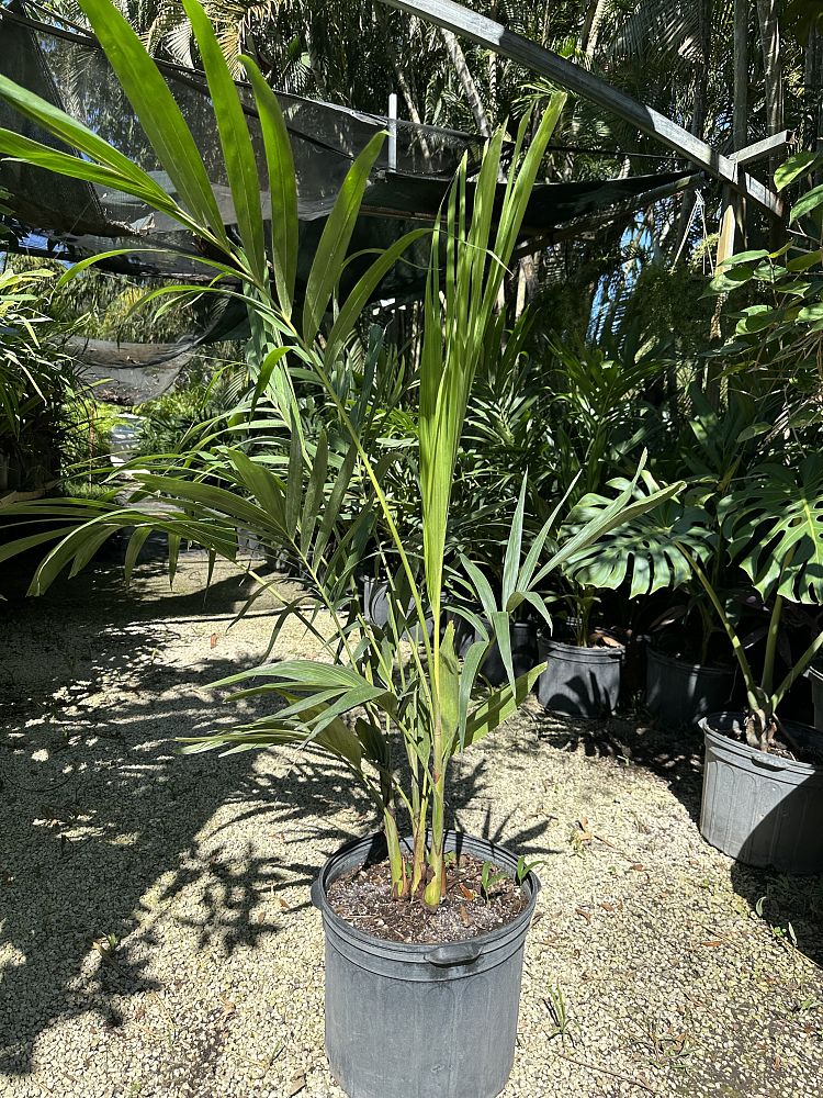 veitchia-merrillii-christmas-palm-adonidia-merrillii