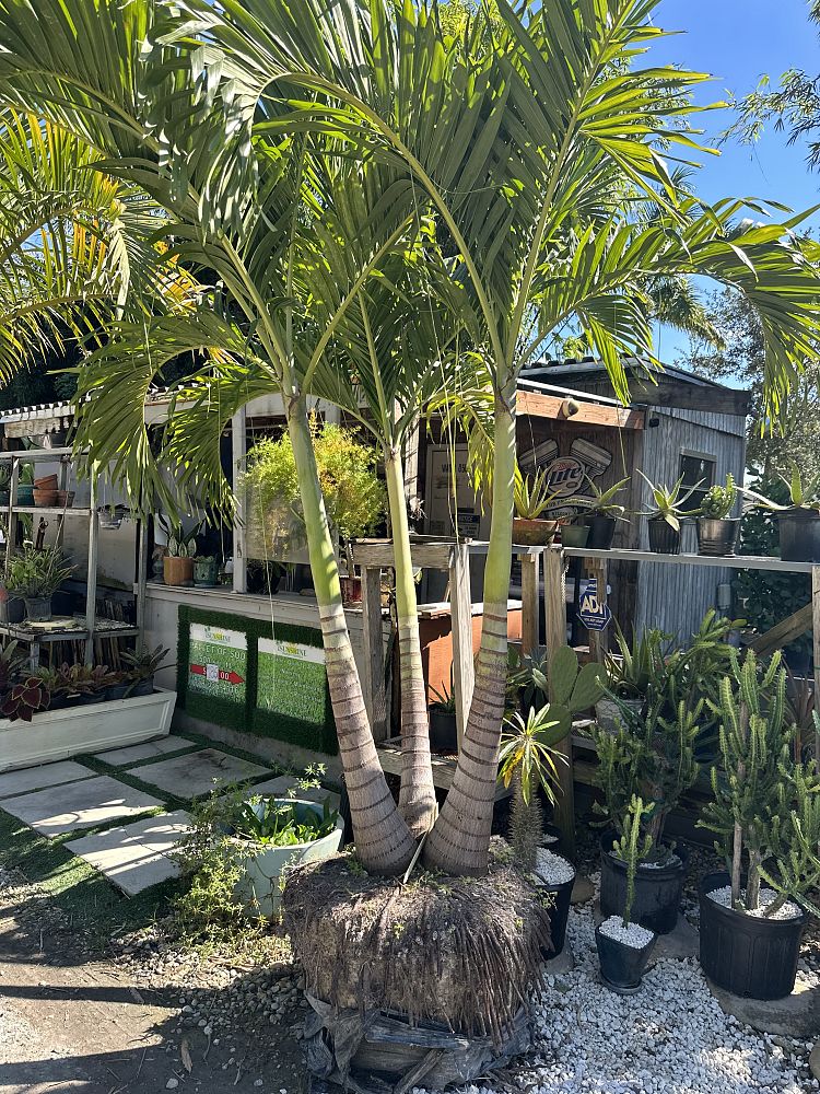 veitchia-merrillii-christmas-palm-adonidia-merrillii