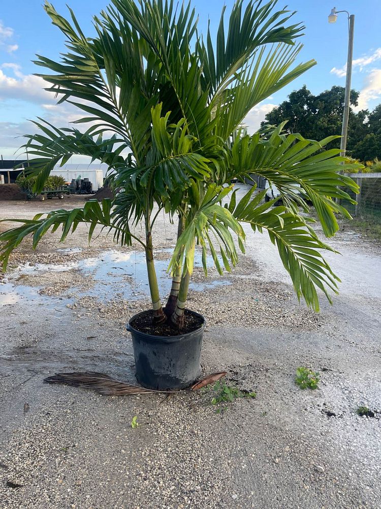 veitchia-merrillii-christmas-palm-adonidia-merrillii