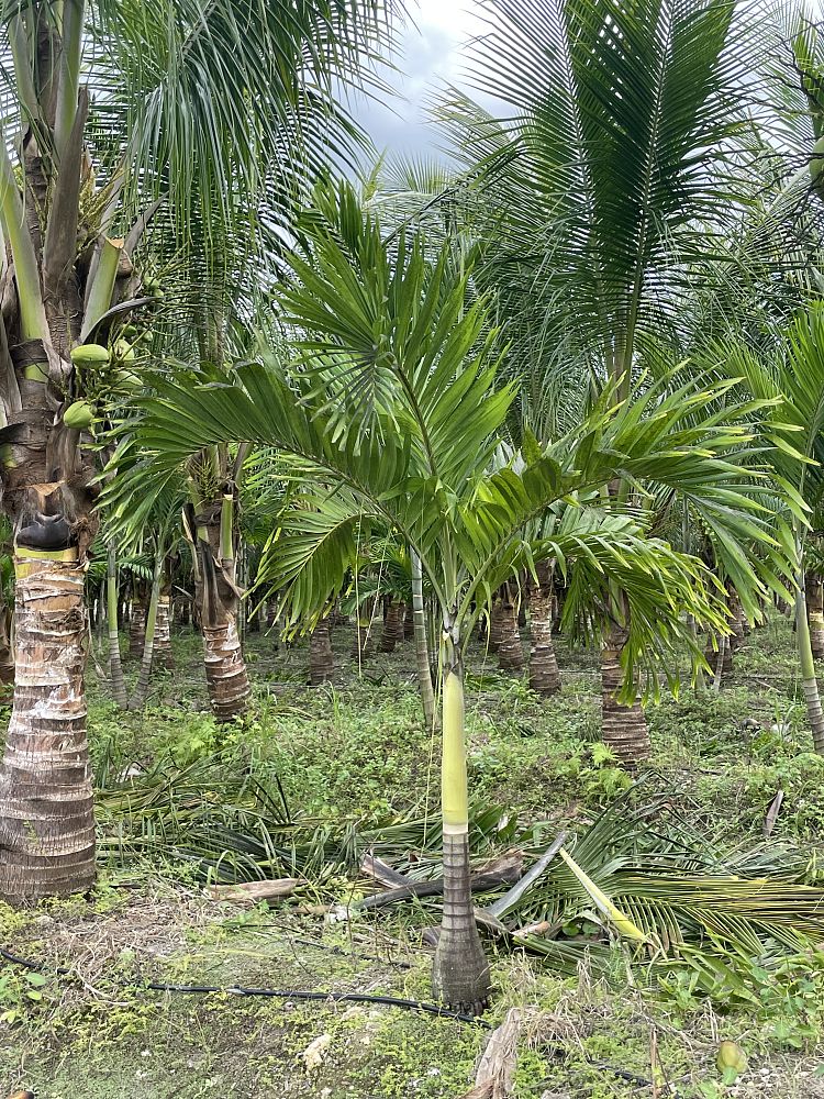 veitchia-merrillii-christmas-palm-adonidia-merrillii