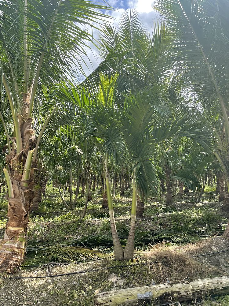 veitchia-merrillii-christmas-palm-adonidia-merrillii