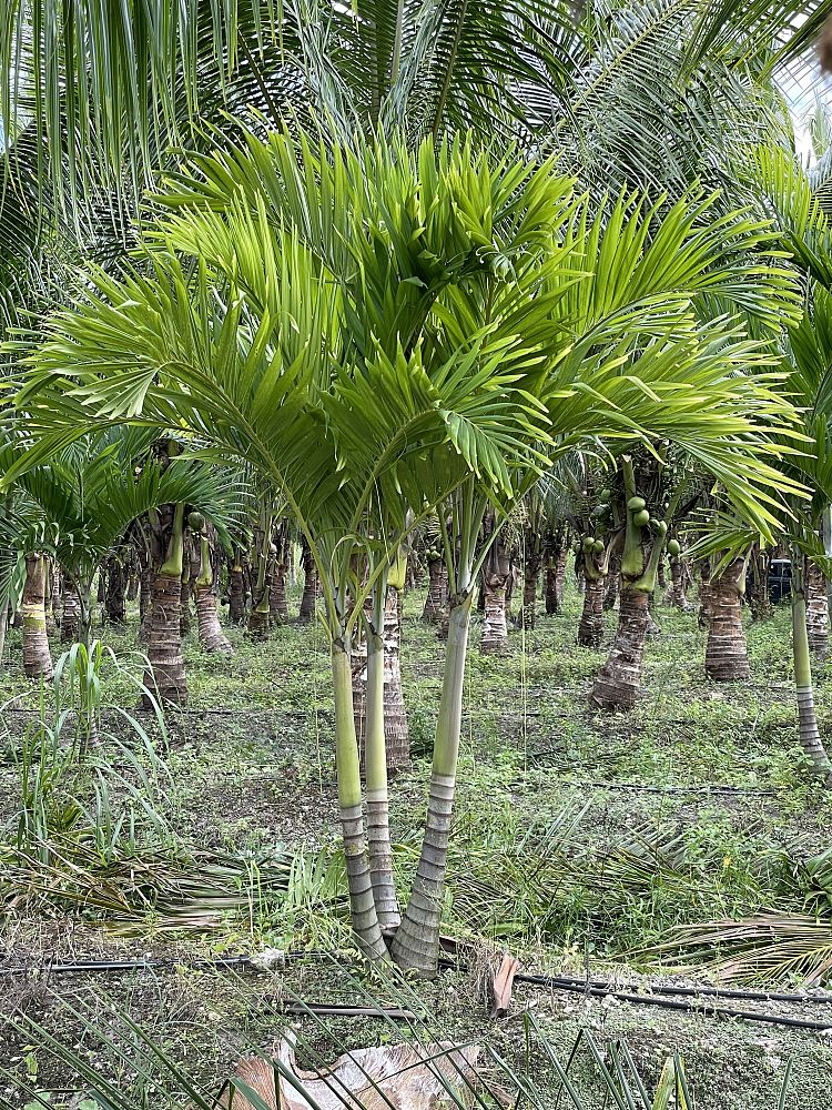 veitchia-merrillii-christmas-palm-adonidia-merrillii