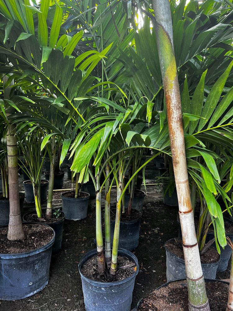 veitchia-merrillii-christmas-palm-adonidia-merrillii
