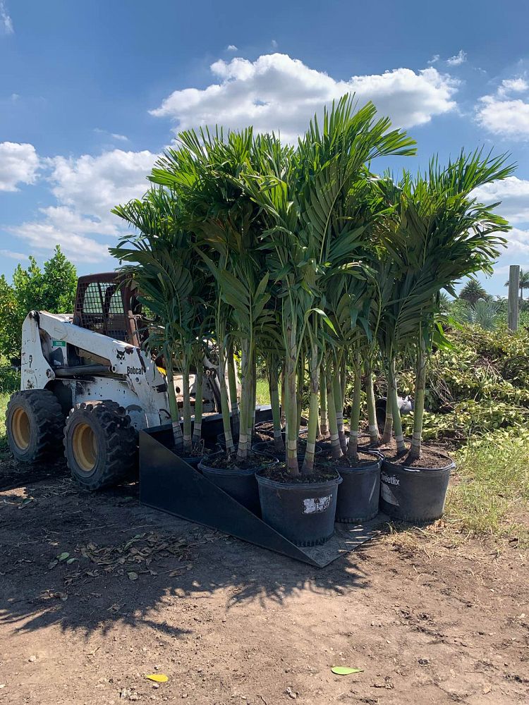veitchia-merrillii-christmas-palm-adonidia-merrillii